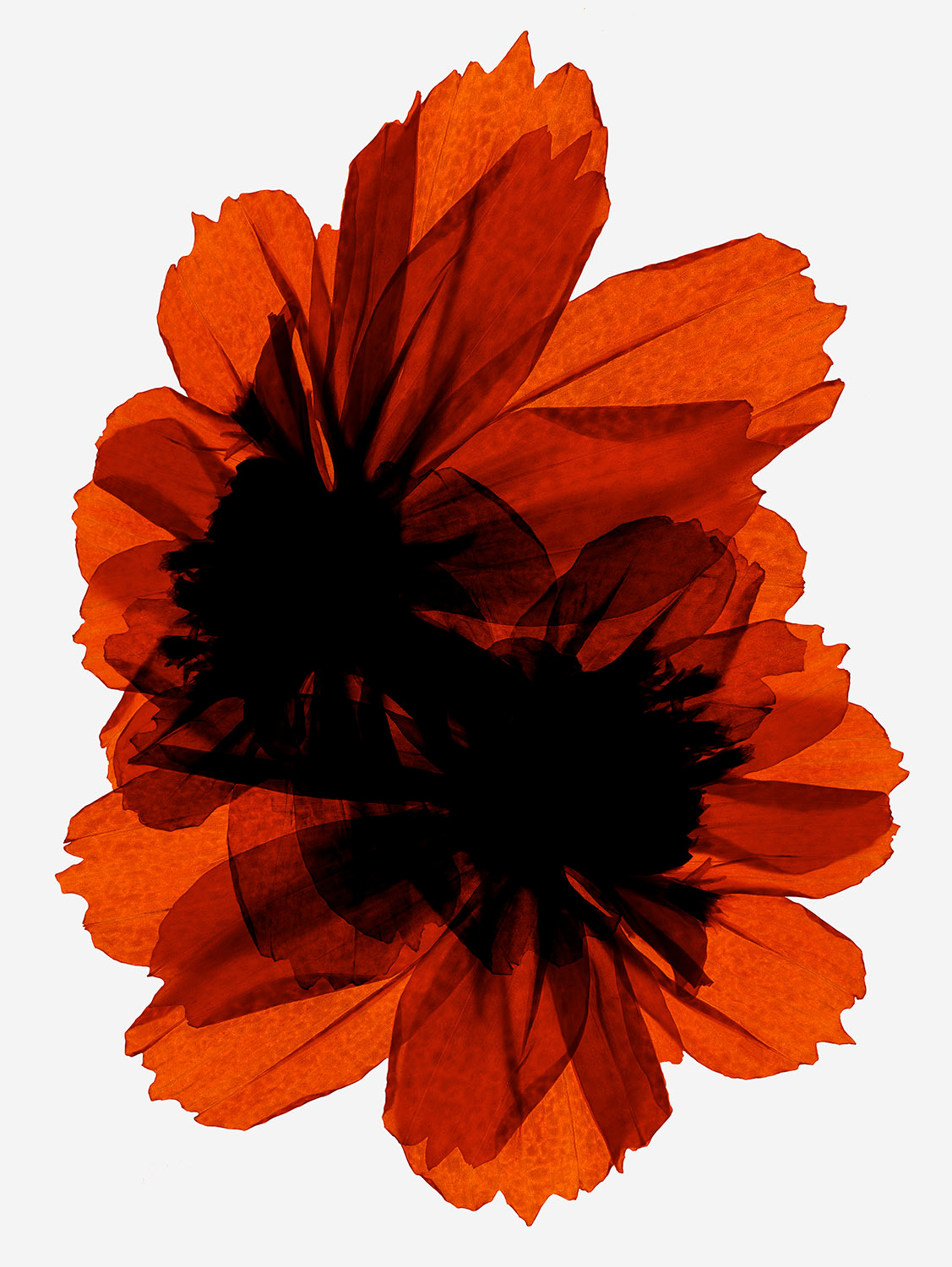 Talent and Partner, Simone Cavadini: Perfumes & Cosmetics (Fig. 58)