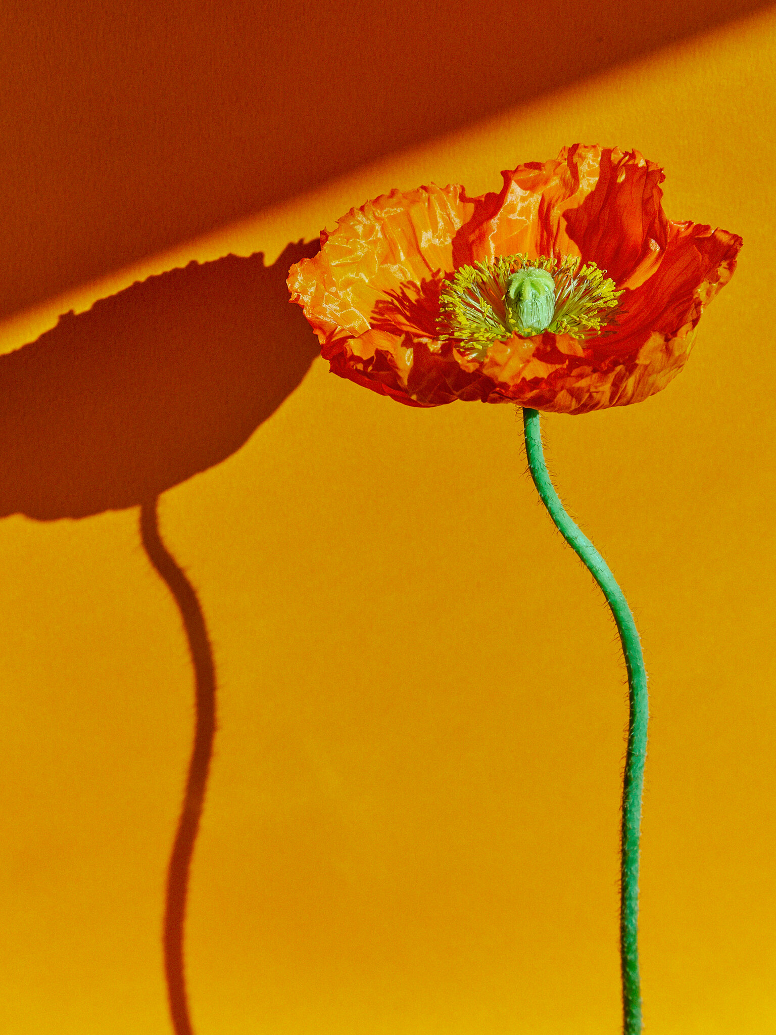 Talent and Partner, Sofia Sanchez & Mauro Mongiello: Beauty (Fig. 63)