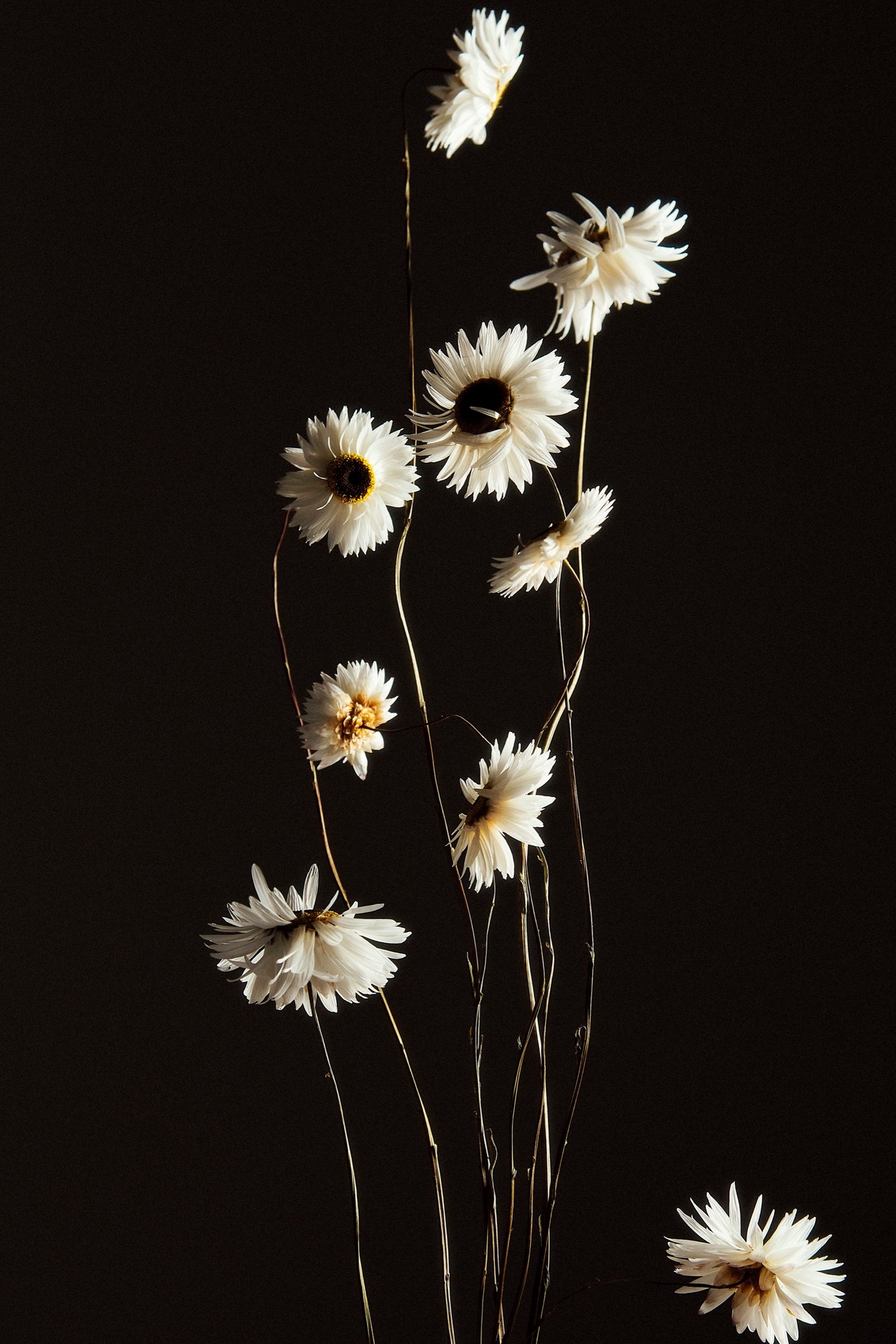 Talent and Partner, Sofia Sanchez & Mauro Mongiello: Portfolio (Fig. 82)