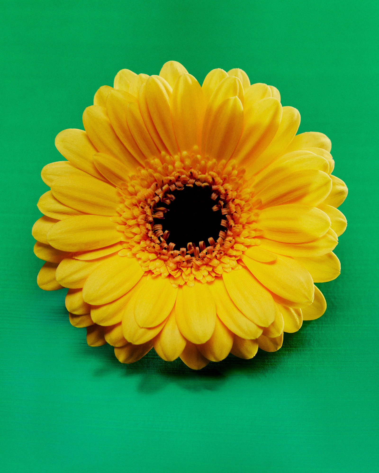 Talent and Partner, Aurore Piedigrossi: Gerbera (Fig. 3)
