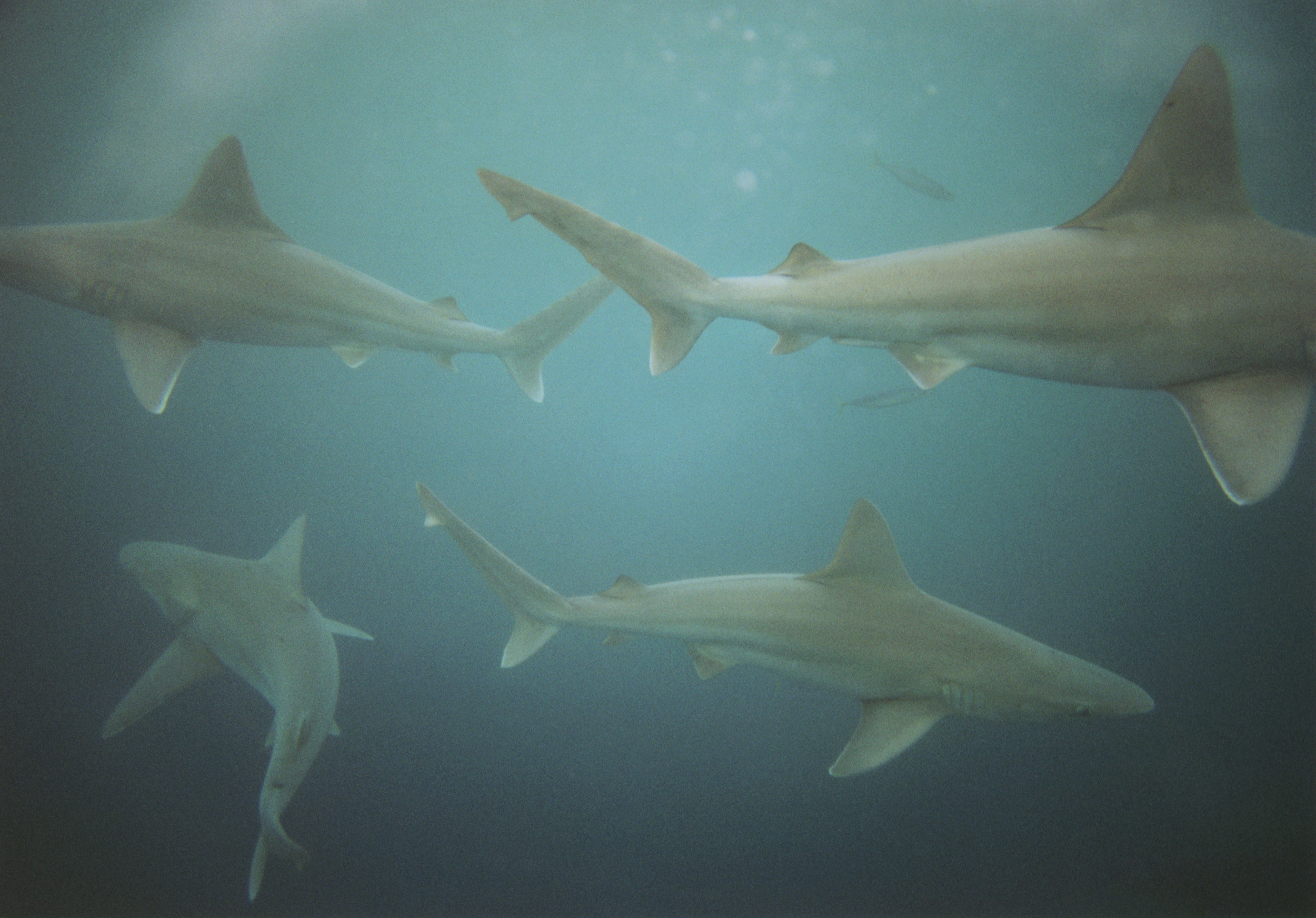 Talent and Partner, Vavá Ribeiro: Book — North Shore (Fig. 7)