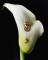 Talent and Partner, Leandro Farina: Harrods Magazine — Made to Treasure (Miniature 2)