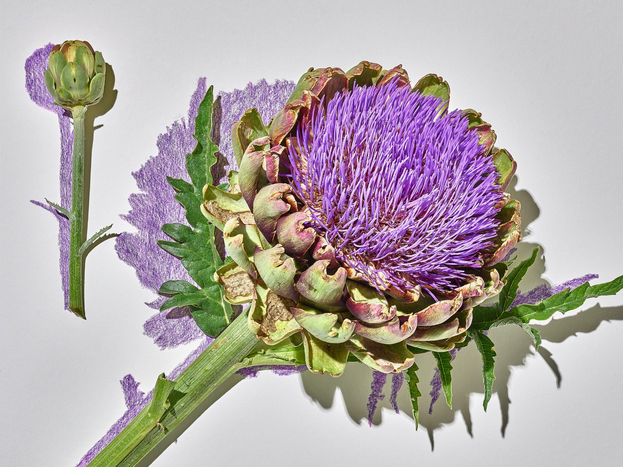 Talent and Partner, Scheltens & Abbenes: Editorial (Fig. 28)