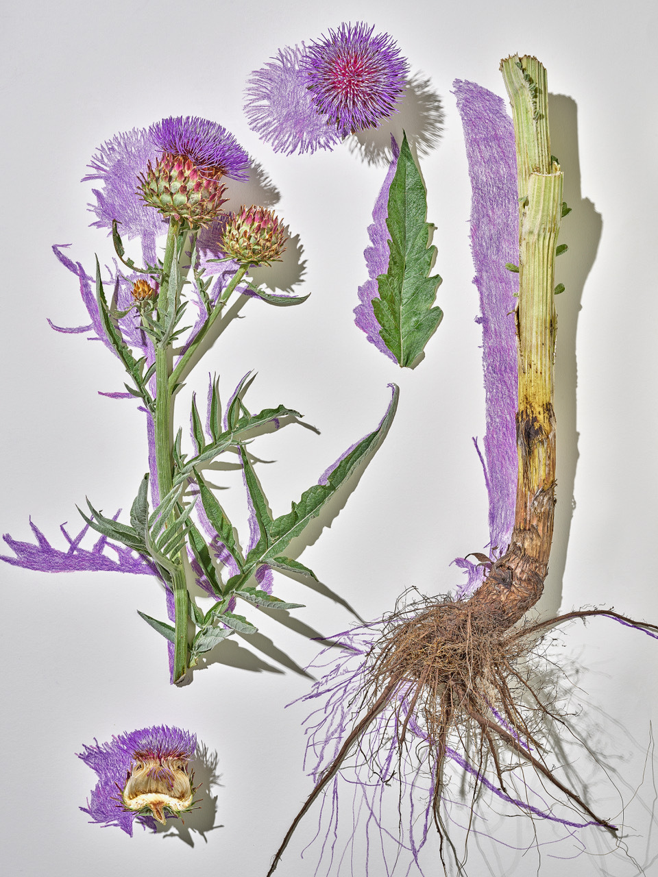 Talent and Partner, Scheltens & Abbenes: Editorial (Fig. 30)