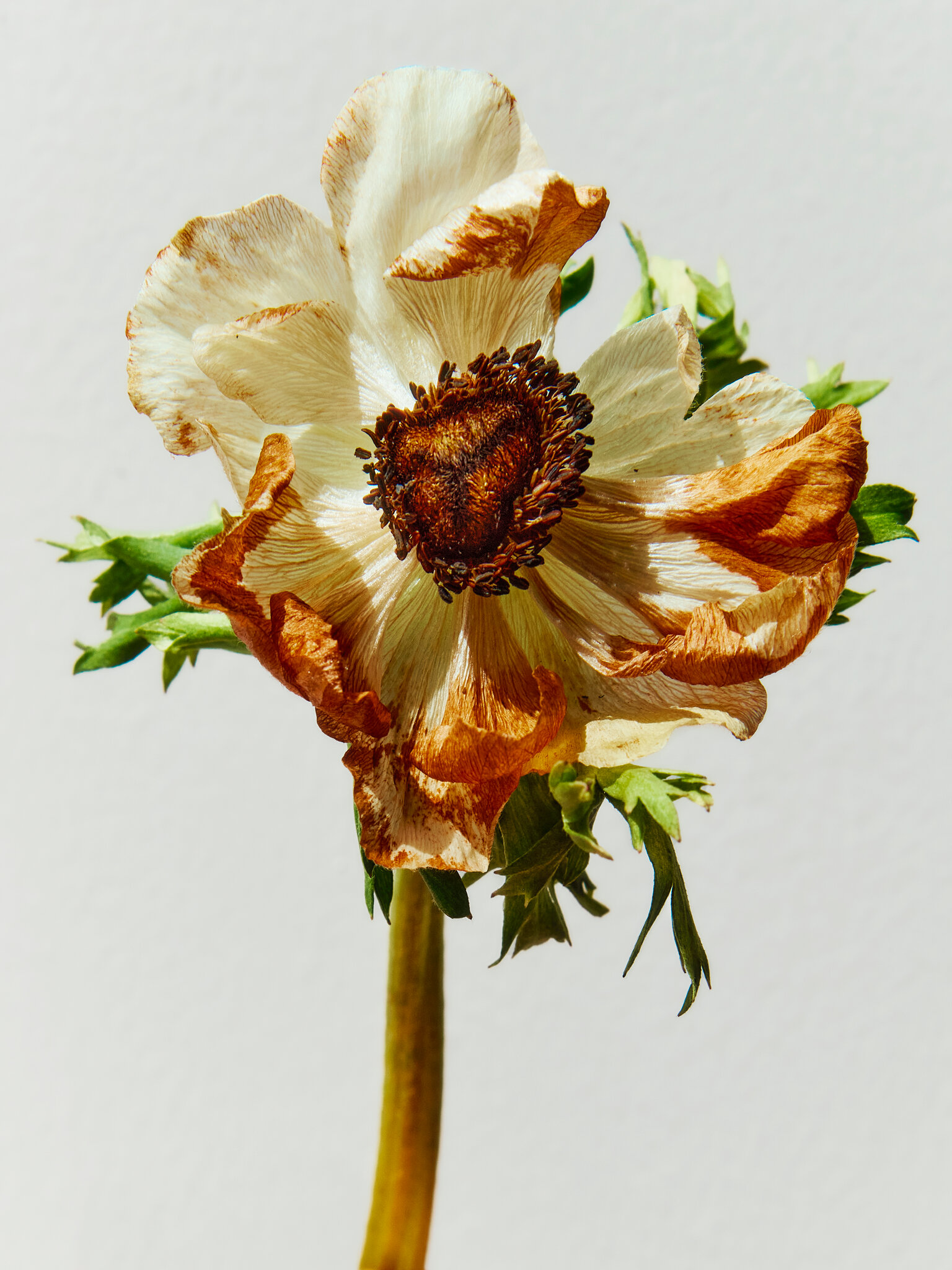 Talent and Partner, Sofia Sanchez & Mauro Mongiello: Beauty (Fig. 39)