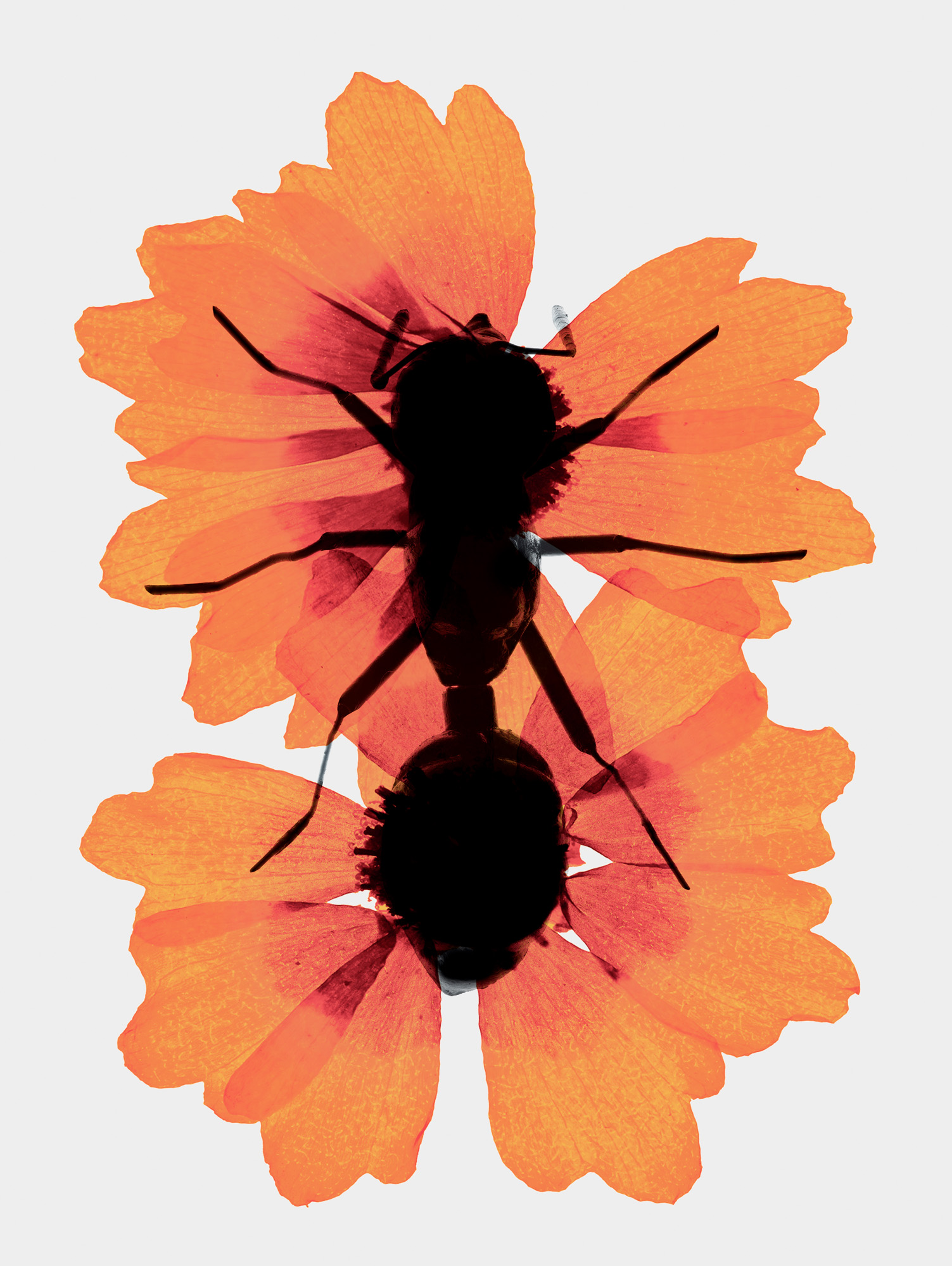 Talent and Partner, Simone Cavadini: Portfolio (Fig. 60)