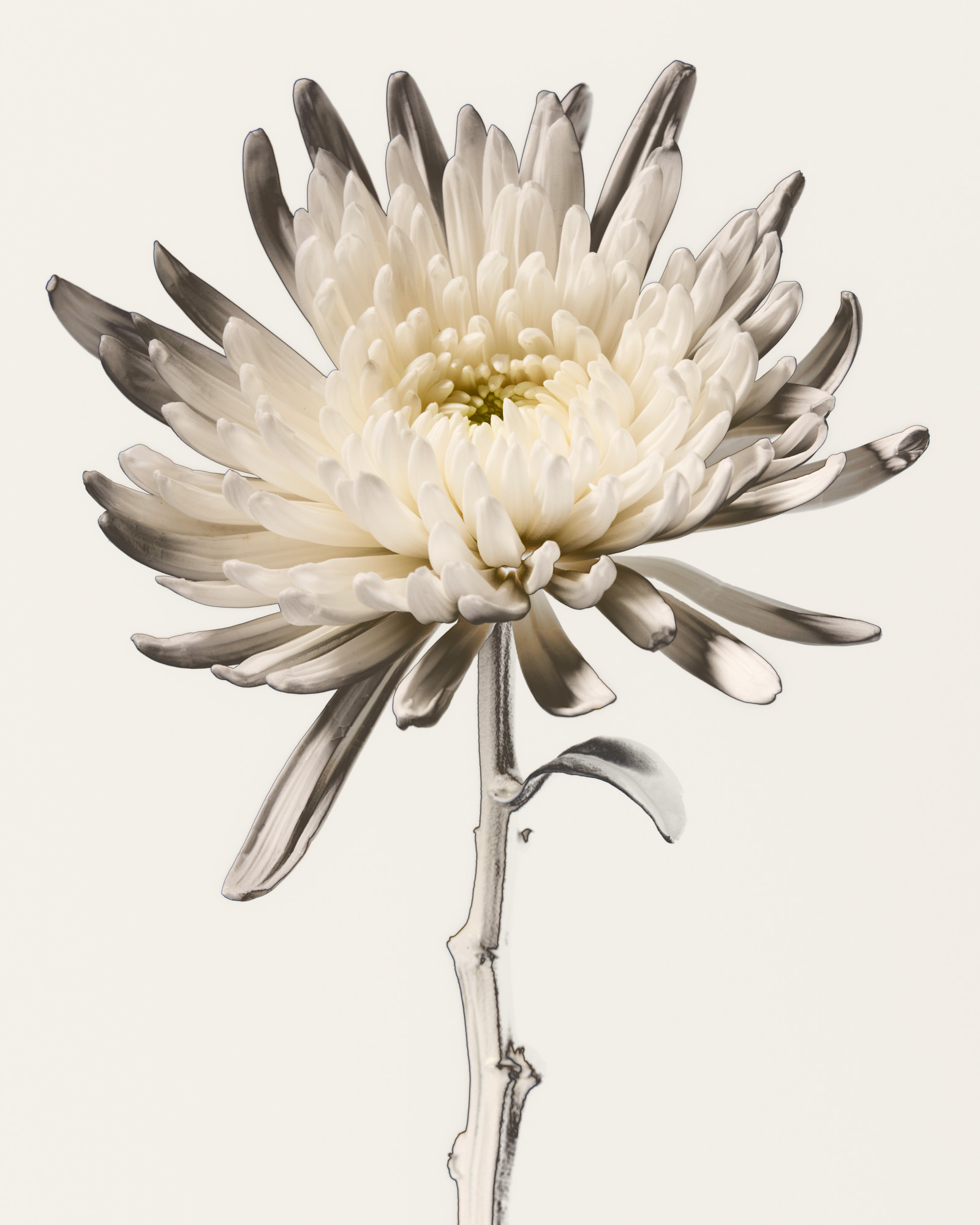 Talent and Partner, Nathan Robin: Solarisation (Thumbnail)