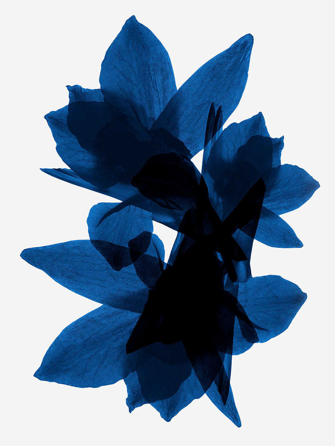 Talent and Partner, Simone Cavadini: Flowers (Thumbnail)