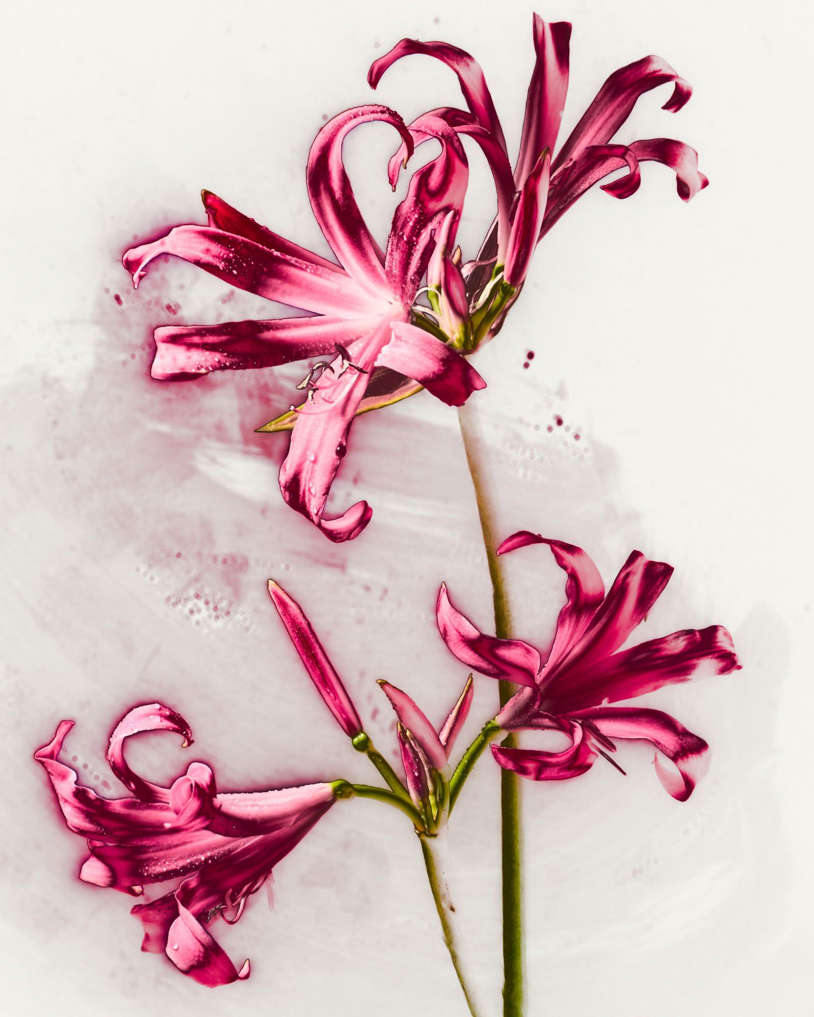 Talent and Partner, Nathan Robin: Jewelry & Watches (Fig. 46)